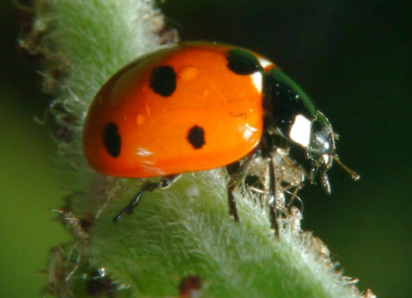 Macrofotografia (anche per micologi)